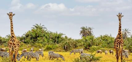 Ôcircuit Essentiel - Découverte du Kenya, de la savane à l'océan Indien, Circuit Kenya par Ôvoyages Ôcircuit Essentiel - Découverte du Kenya, de la savane à l'océan Indien, Circuit Kenya par Ôvoyages