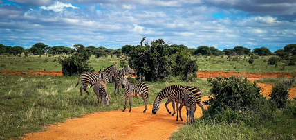 Ôcircuit Essentiel - Découverte du Kenya, de la savane à l'océan Indien, Circuit Kenya par Ôvoyages Ôcircuit Essentiel - Découverte du Kenya, de la savane à l'océan Indien, Circuit Kenya par Ôvoyages